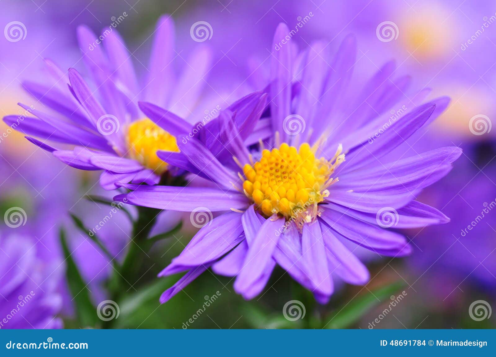 aster