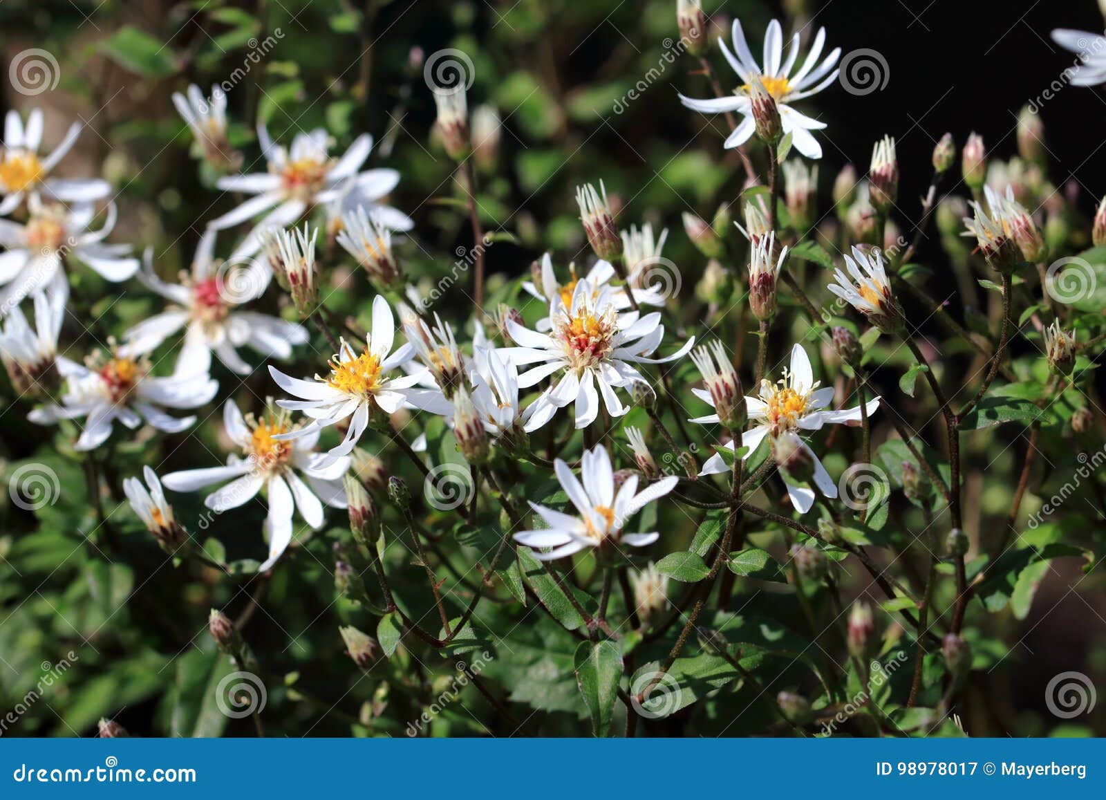 aster divaricatus white forest aster flowers