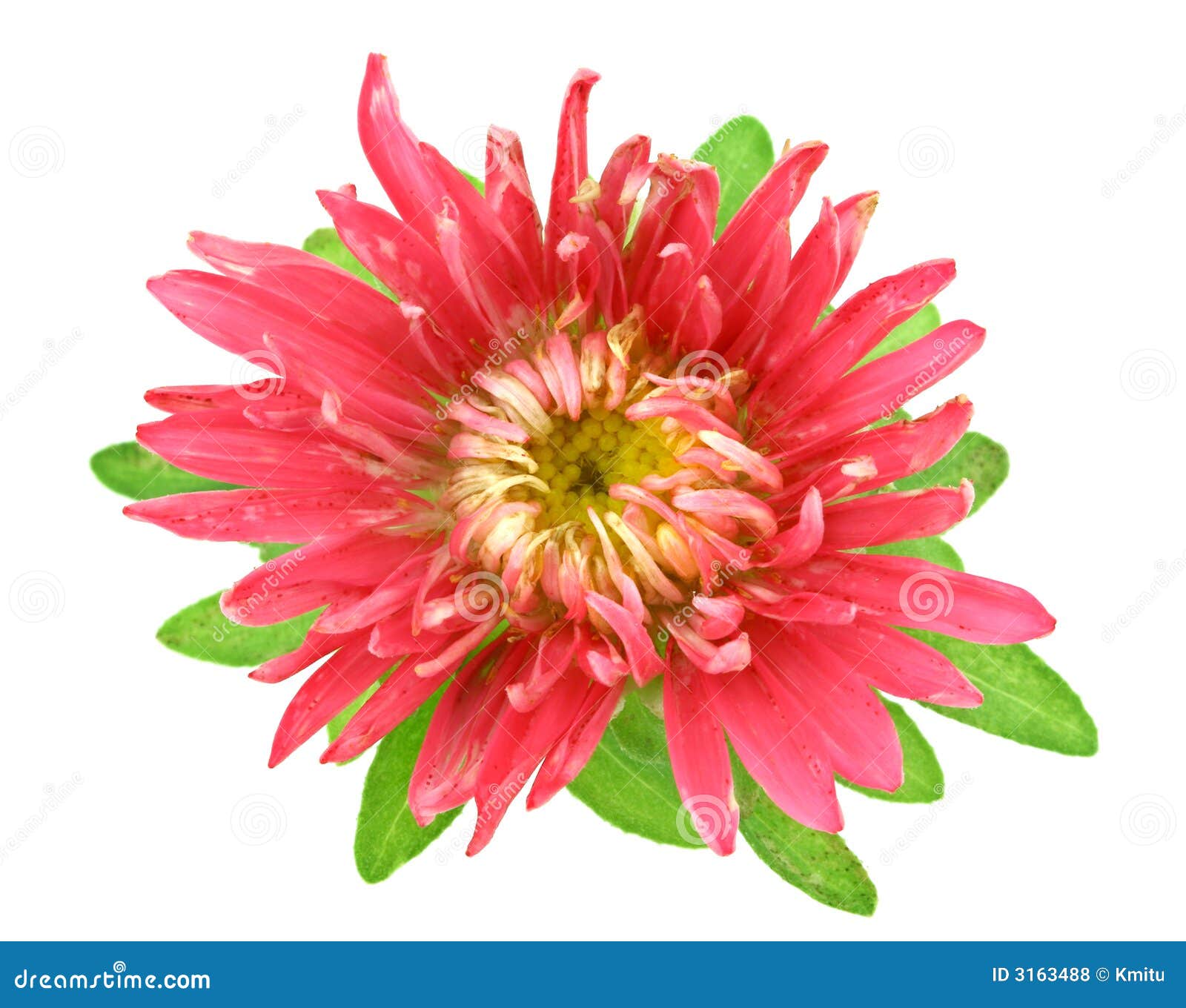 aster,flower,macro,stock,image,download cartoon images,cartoon,cartoons,ima...