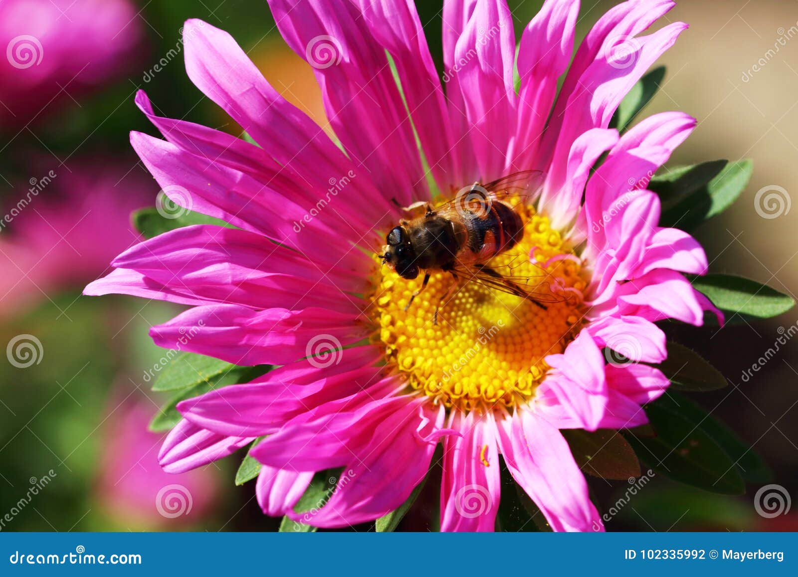 Aster flower with bee stock photo. Image of colorful 102335992
