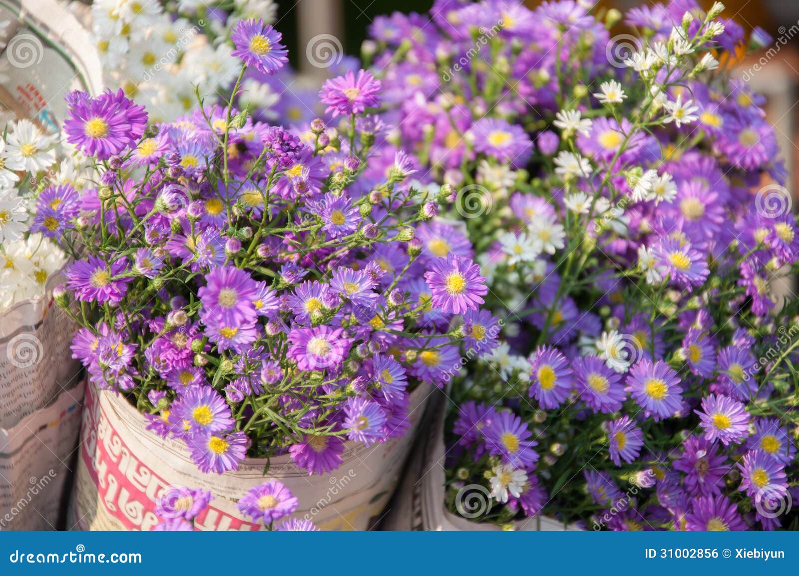 Aster Flower at Marketplace. Stock Photo Image of summer, garden