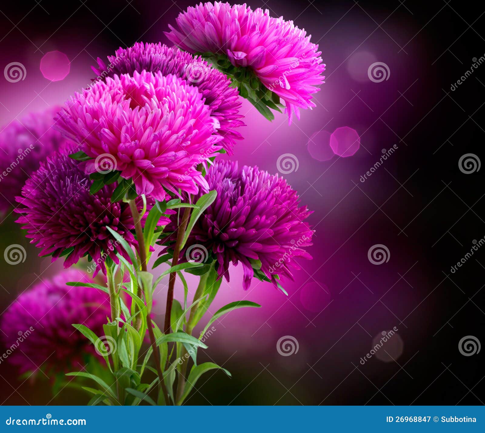 aster flowers art 