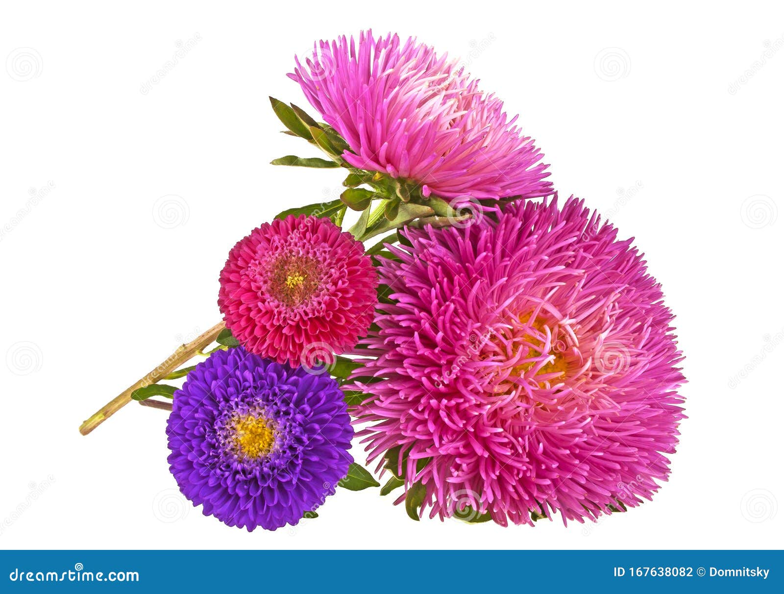 Aster Flowers Isolated On A White Background Asters Composition Stock Photo Image Of Bloom Botany 167638082