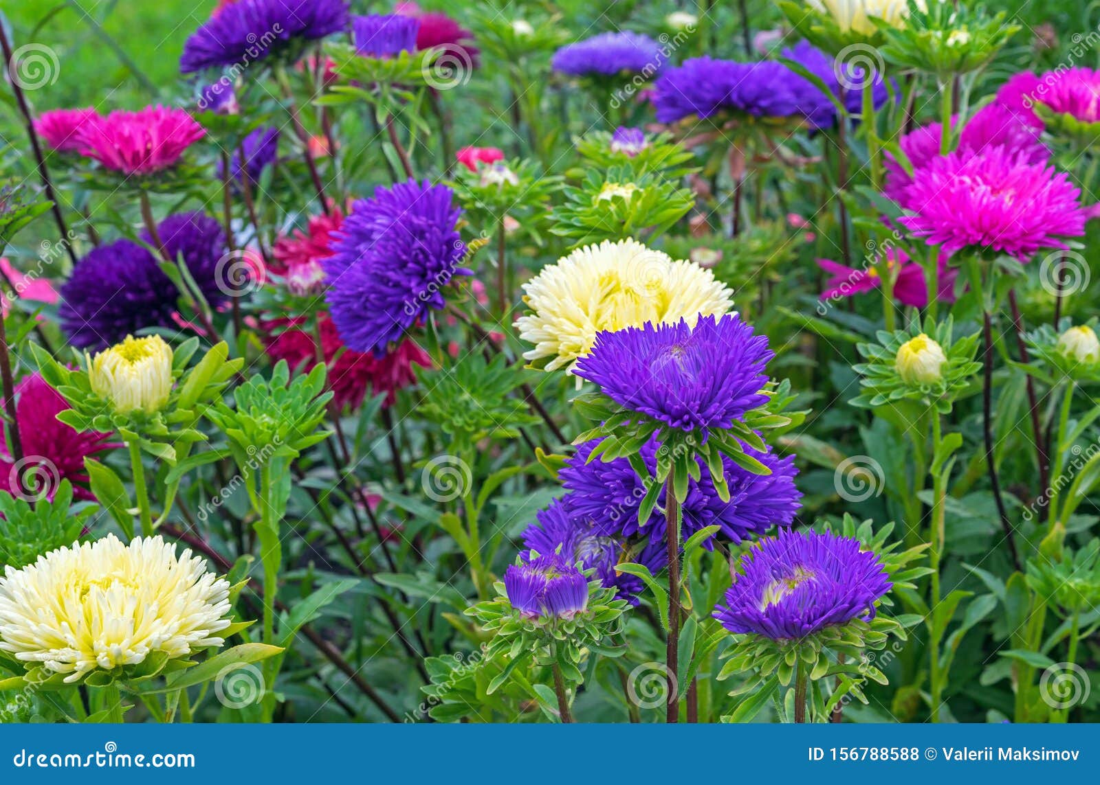 Aster Flowers Pink And Purple Asters On A Background Of Green Leaves Stock Photo Image Of Green Colorful 156788588