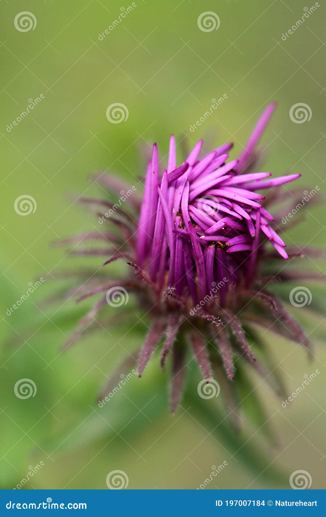 unfurling purple aster bud close up with soft green background - vertical