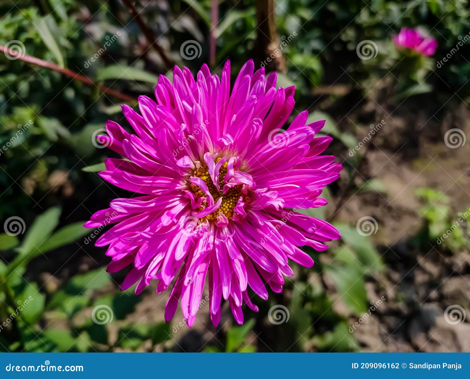 aster is a genus of perennial flowering plants in the family asteraceae. its circumscription has been narrowed  and it now
