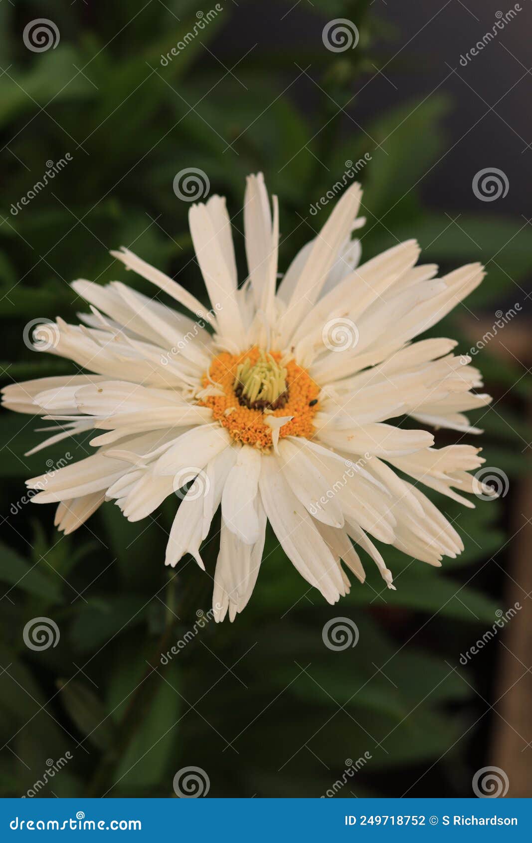 macro close up of a white aster