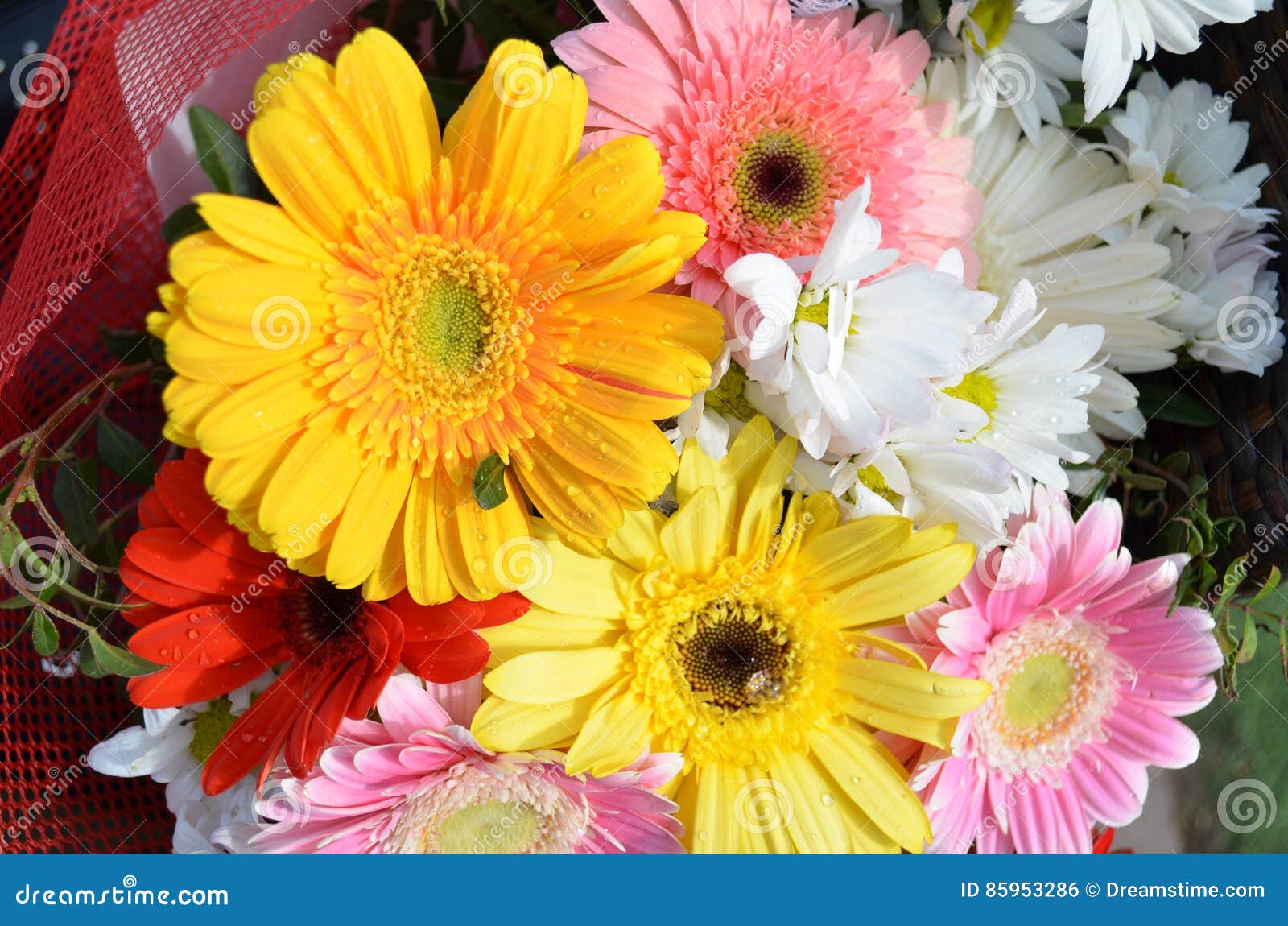Aster Gerbera And Daisy Flowers Yellow Red And Pink With Drops Of Water Stock Photo Image Of Grass Plant 85953286