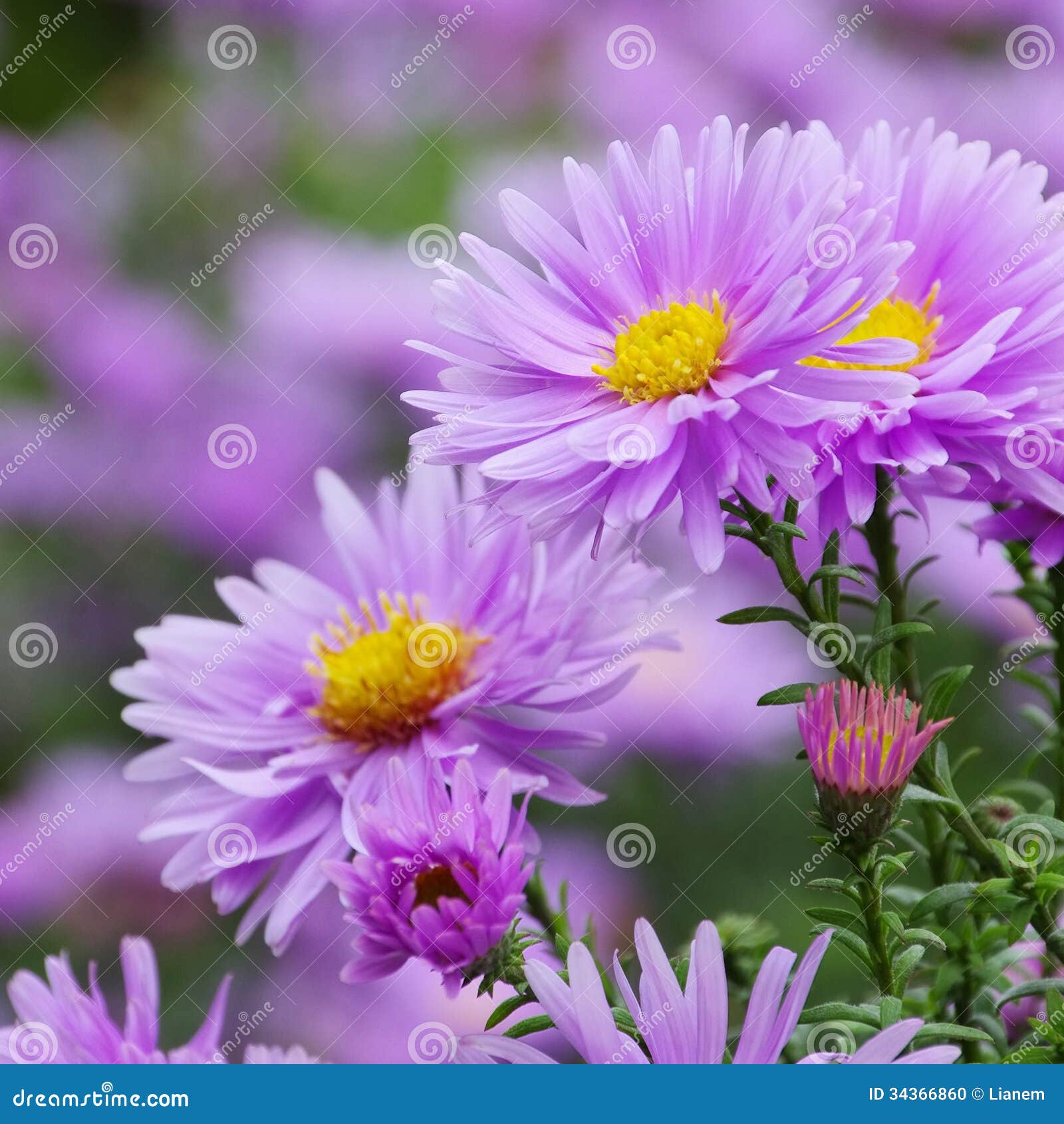 aster novi belgii