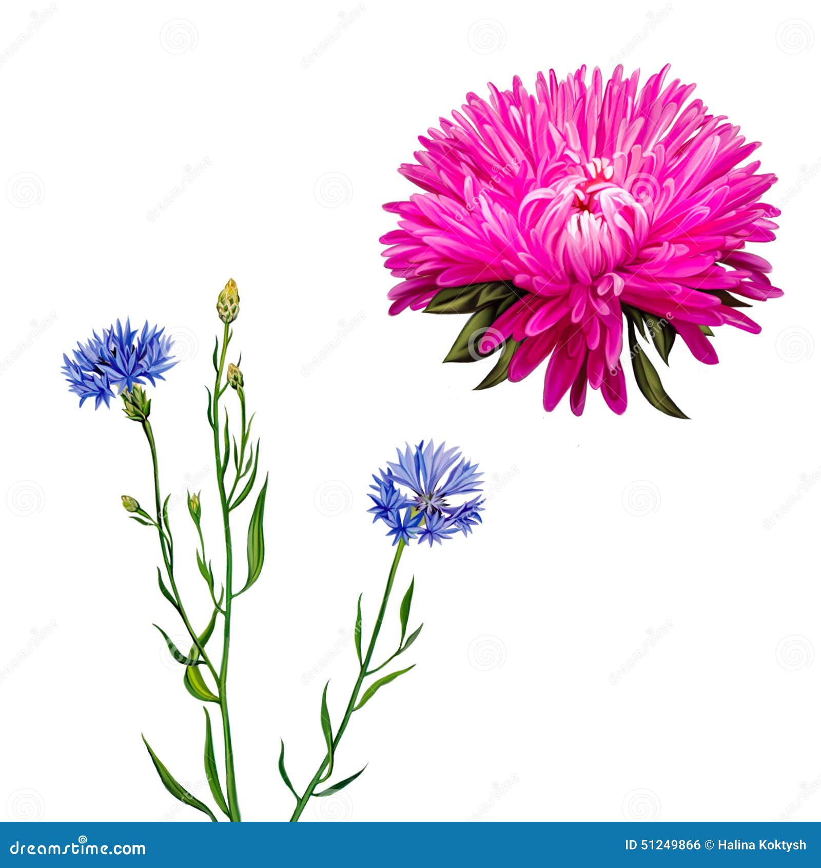 aster. pink flower, spring flower, knapweed flower