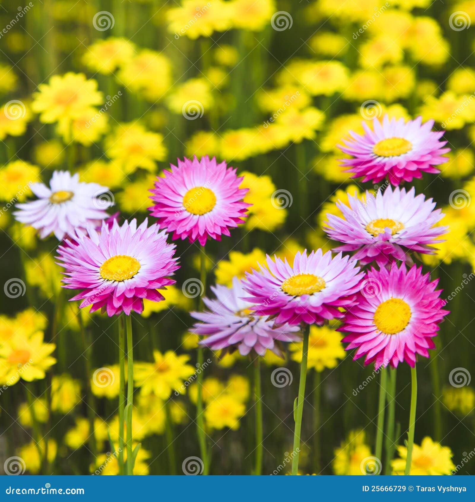 aster pink on yellow