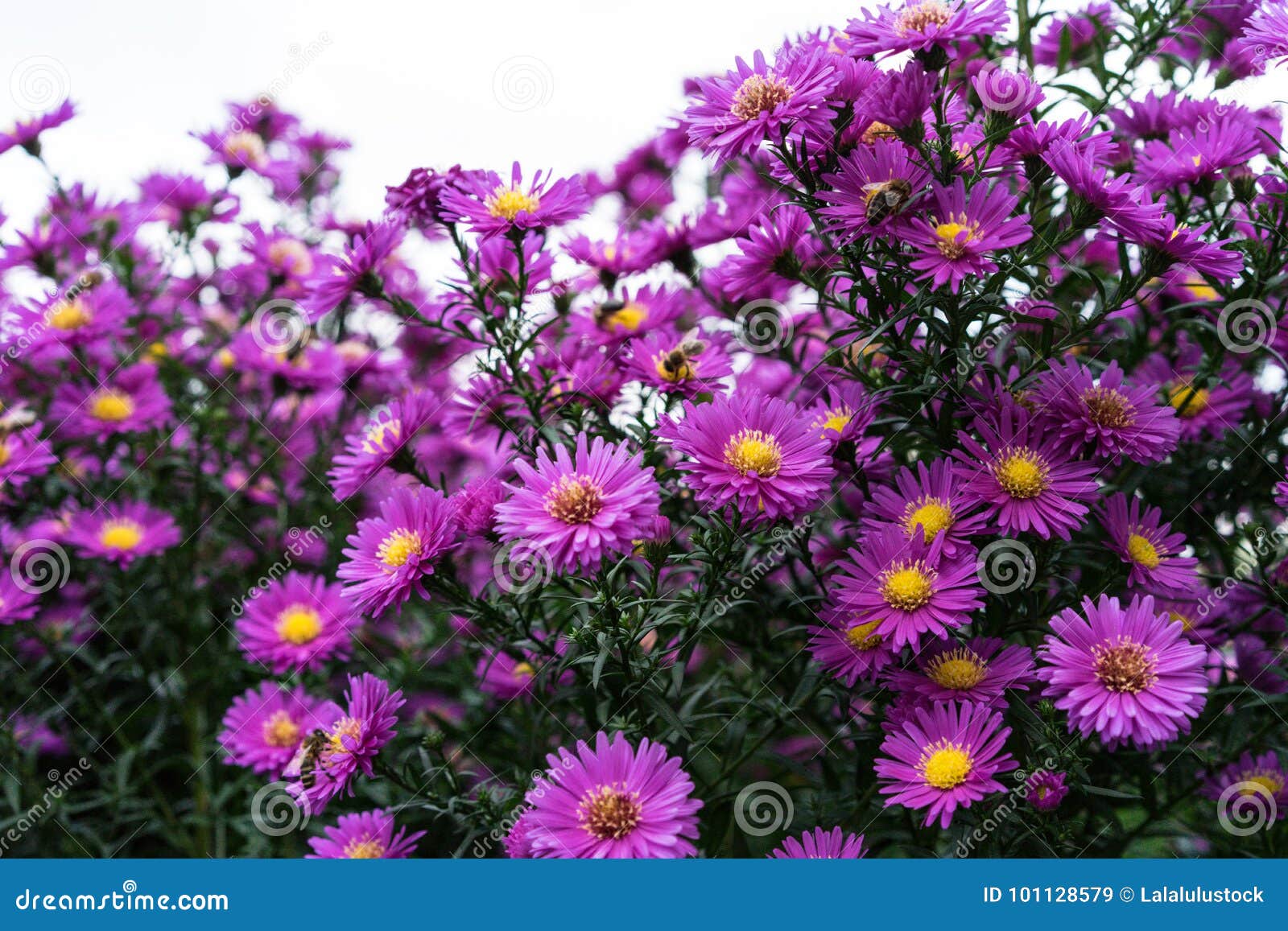 asteraceae heliantheae pink and violet in autumn end of summer