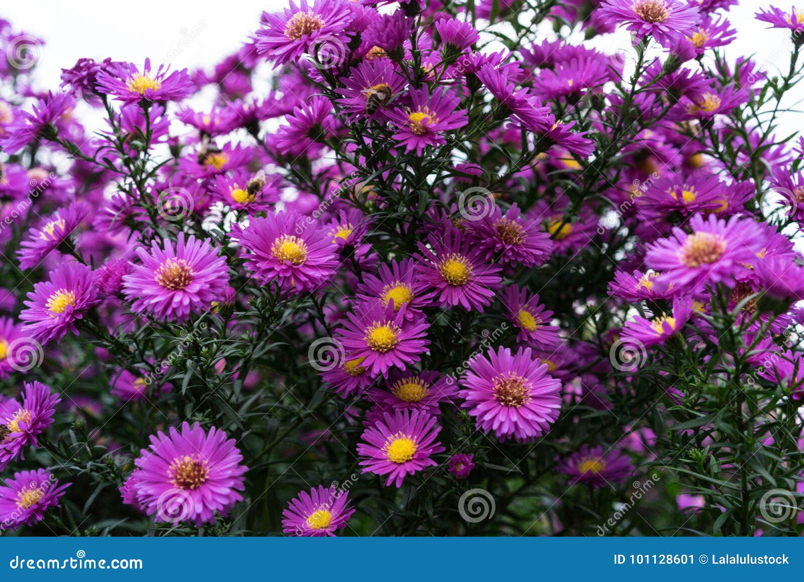 asteraceae heliantheae pink and violet in autumn end of summer