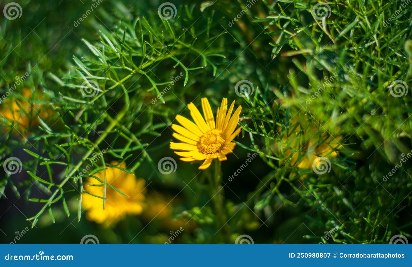 asteroide salicina,o buphthalmum salicifolium,with its bright colors