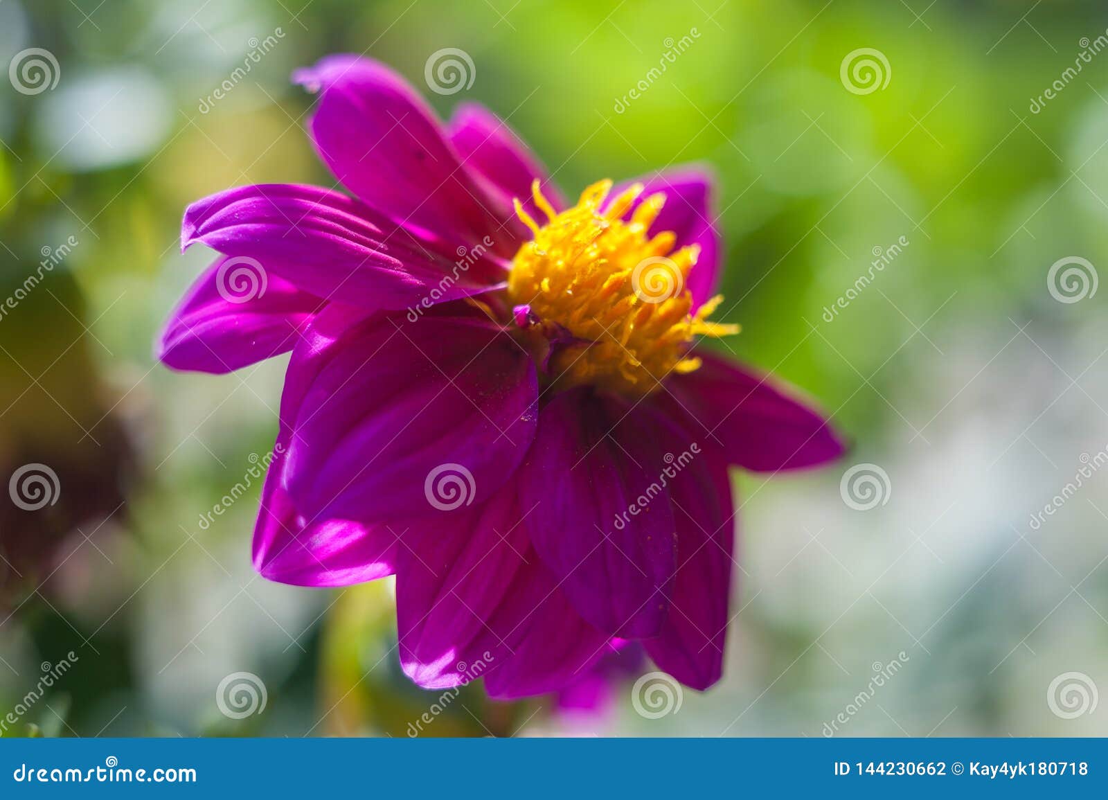 Asters Autumn Flower Background. Autumn Flowers, Violet Red Flower