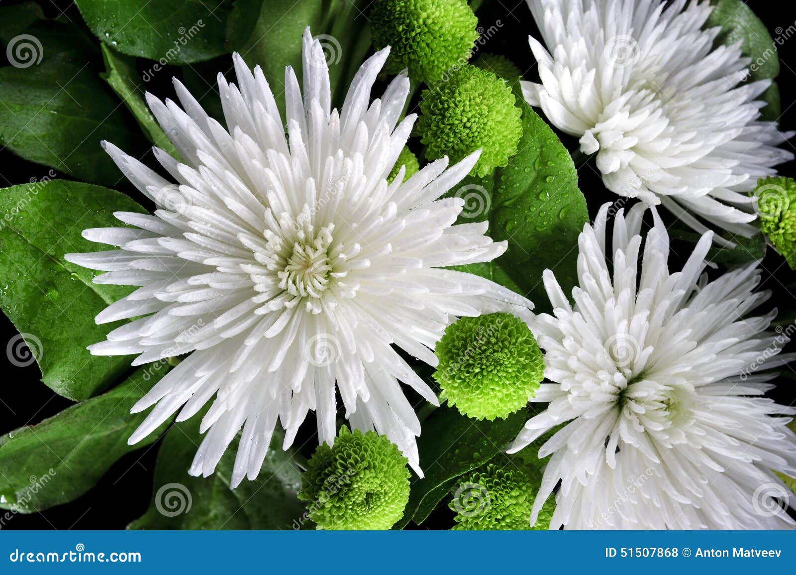 Asters and chrysanthemums stock photo. Image of drops 51507868