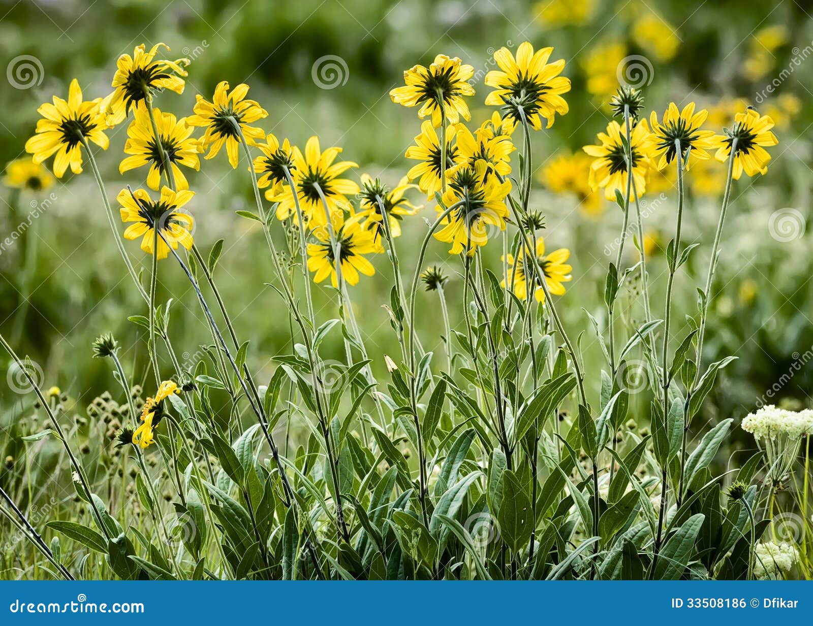 Asters Jaunes Dans Le Tetons Photo stock - Image du montagne, centrale:  33508186