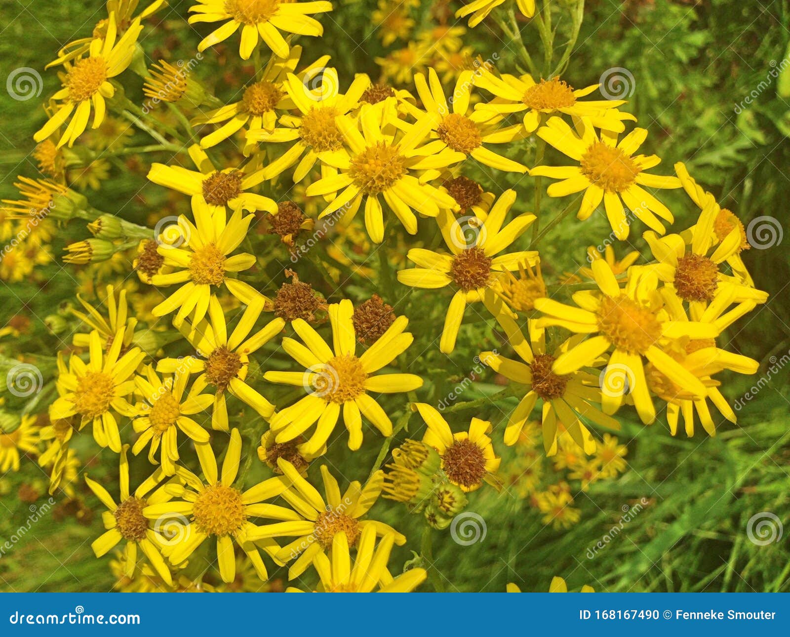 Asters Jaunes Sauvages Dans Un Champ Photo stock - Image du fleurs,  lumineux: 168167490