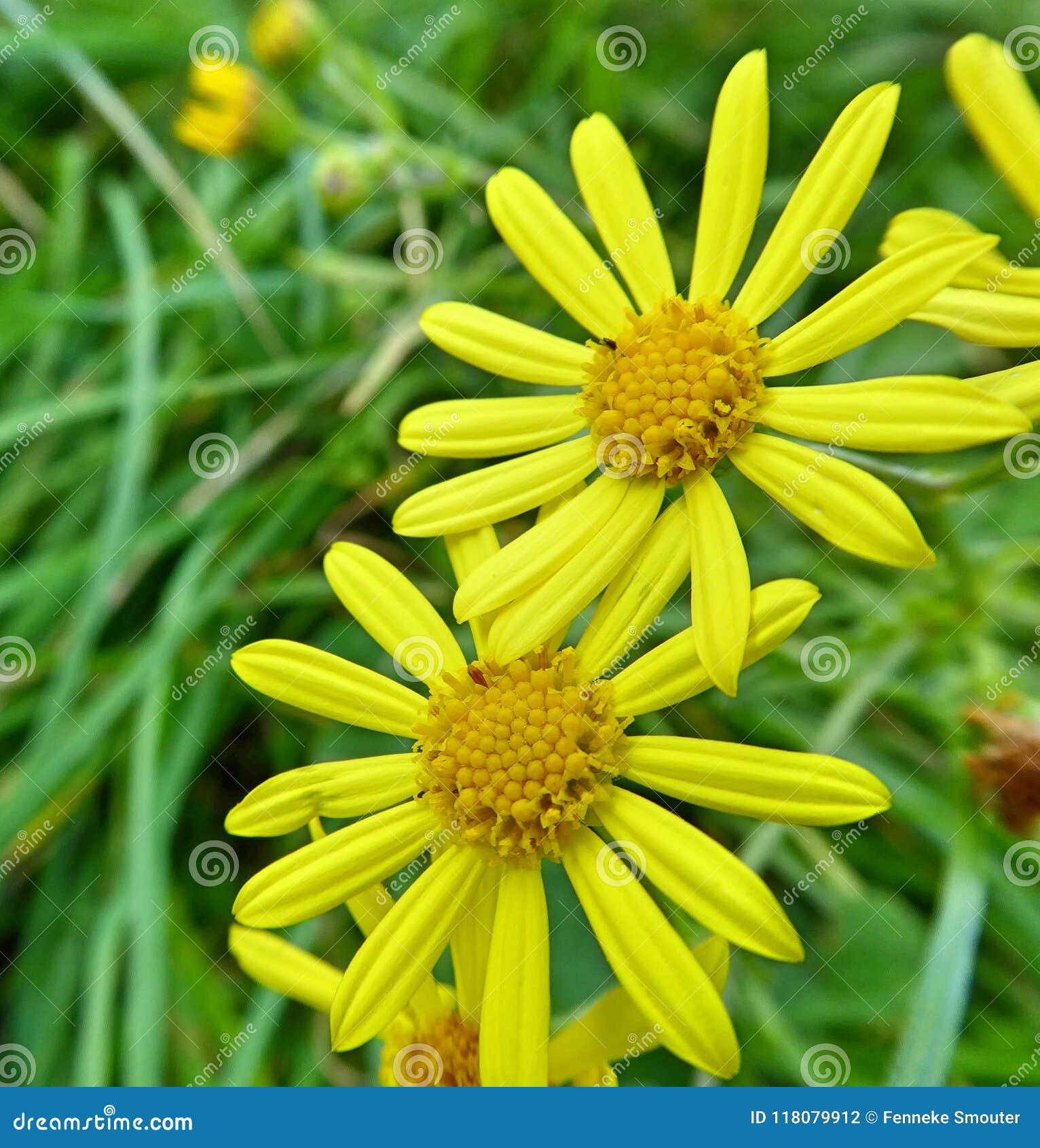 Asters Sauvages Jaunes Dans Le Domaine Photo stock - Image du fleurs,  stationnement: 118079912