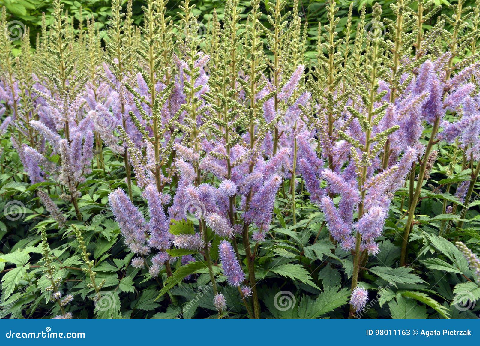 Astilbe chinensis - высокорослый, растущ полностью… фиолетовые шлейфы