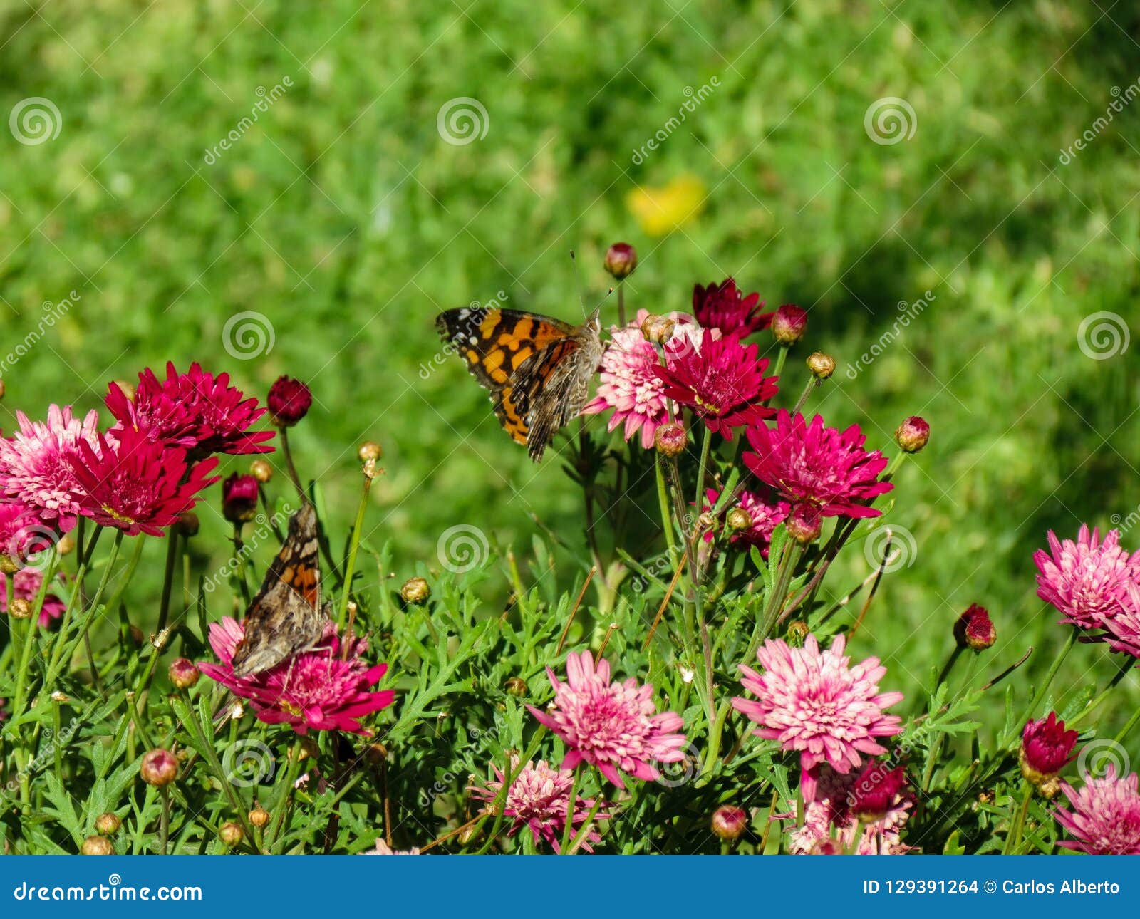 astounding butterfly standing on a flower
