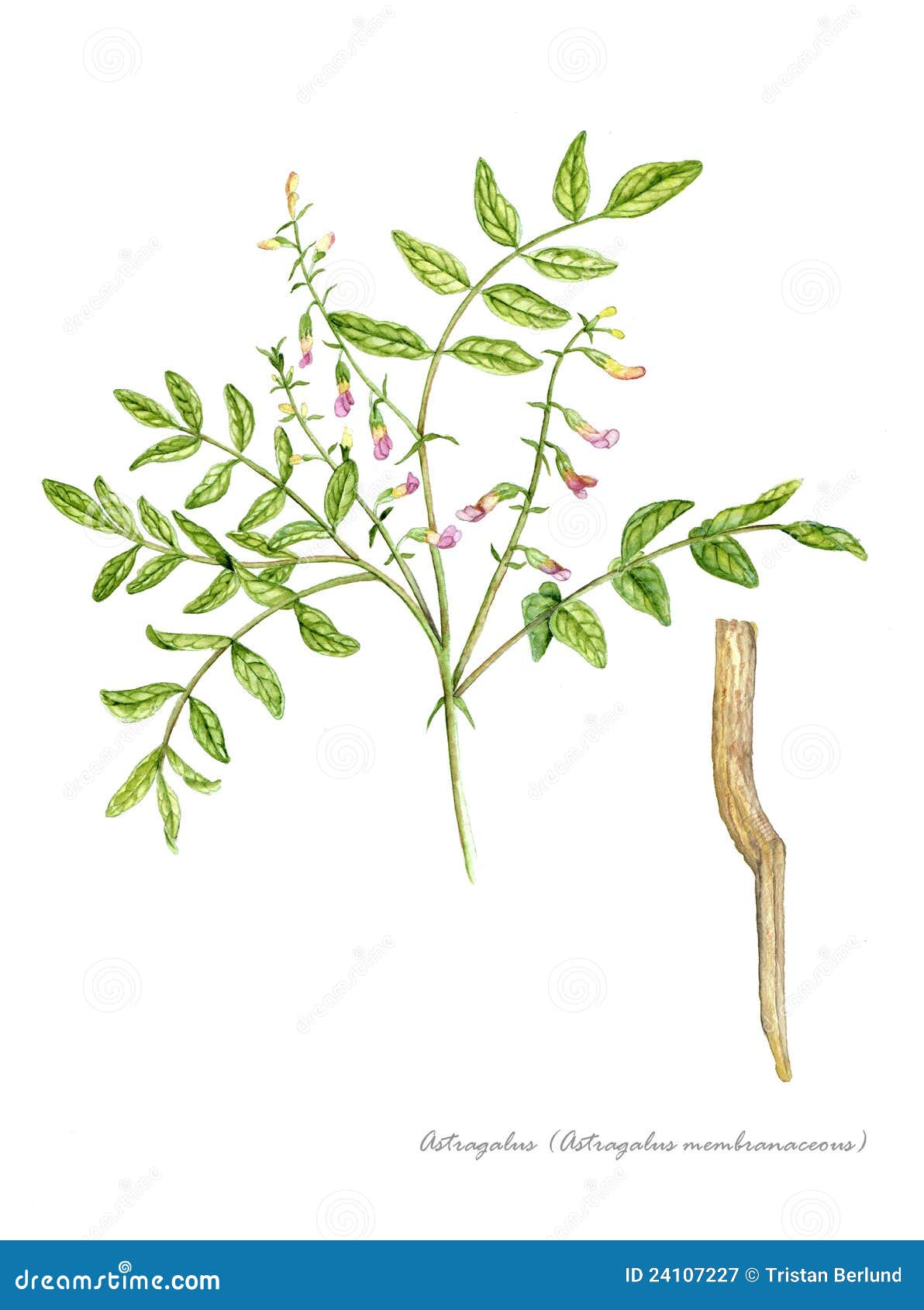 Astragalus (membranaceus Astragalus)