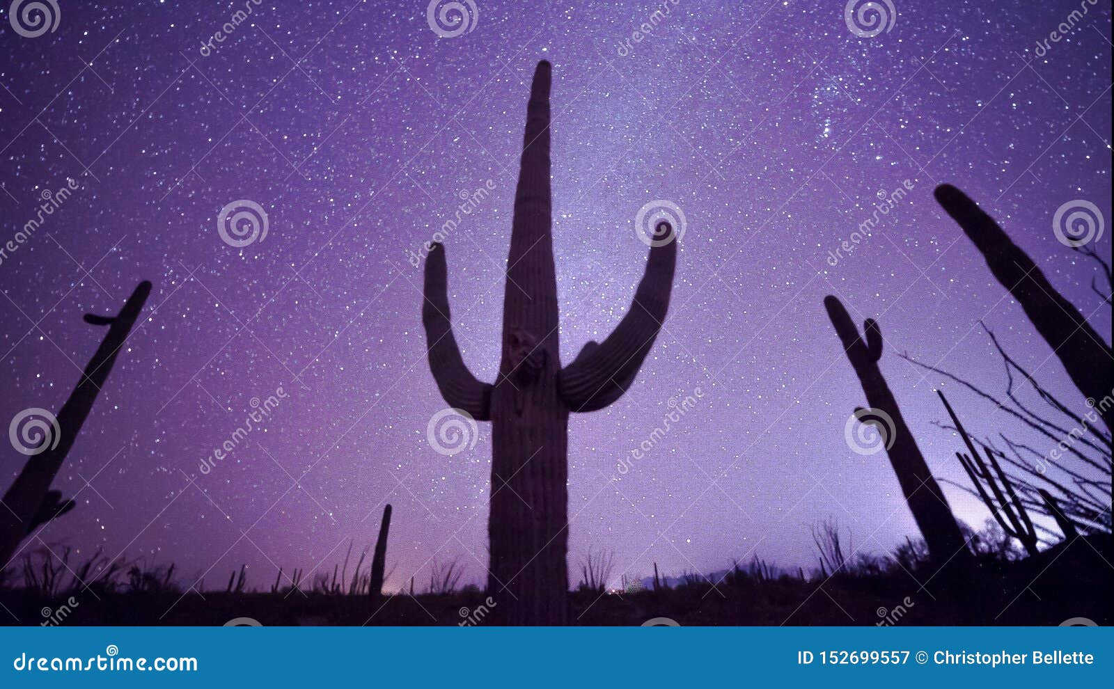 astro shot of a saguaro cactus in the sonoran desert of arizona