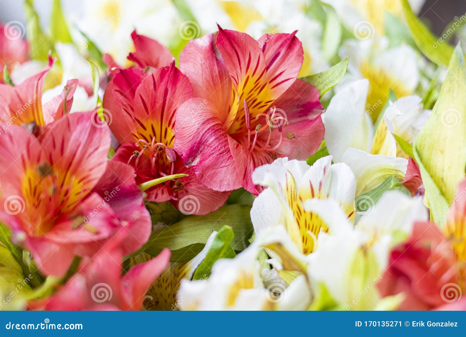 Astromelia Alstroemeria, Usualmente Llamada 