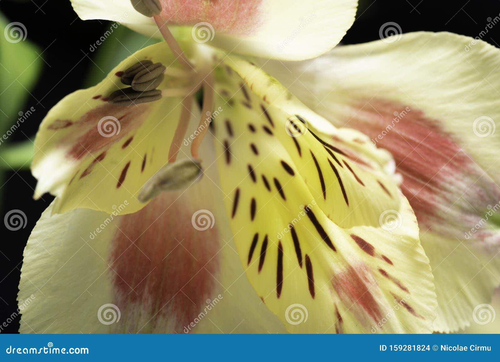 Astromelia Branca, Amarela, Vermelha E Manchas Foto de Stock - Imagem de  botânica, romance: 159281824