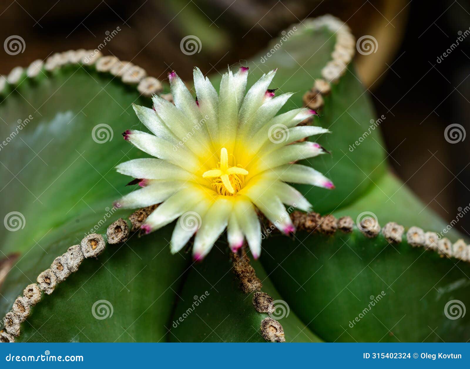 astrophytum ornatum, cactus blooming with a yellow flower in the spring collection, ukraine