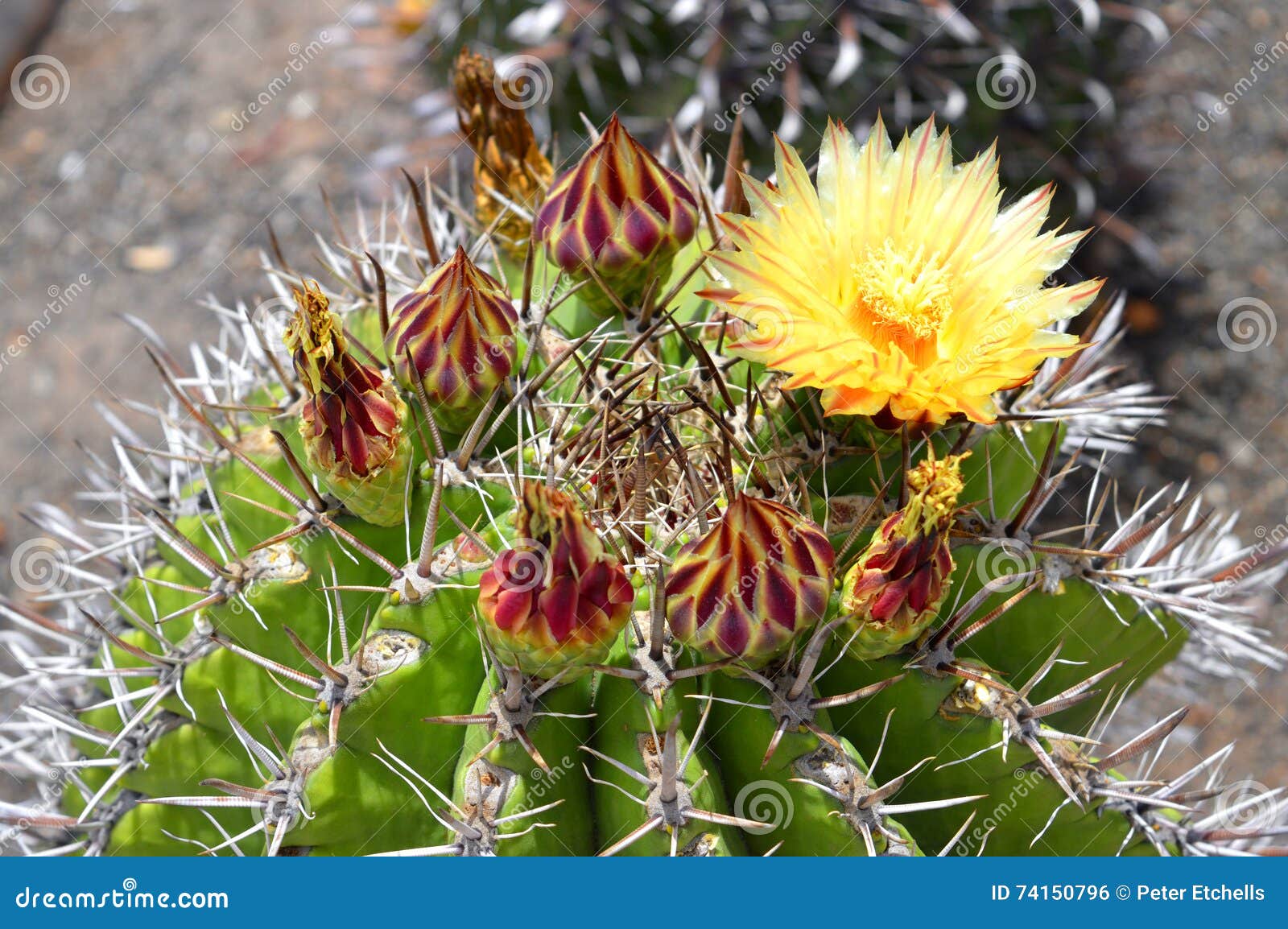astrophytum ornatum cactus flower