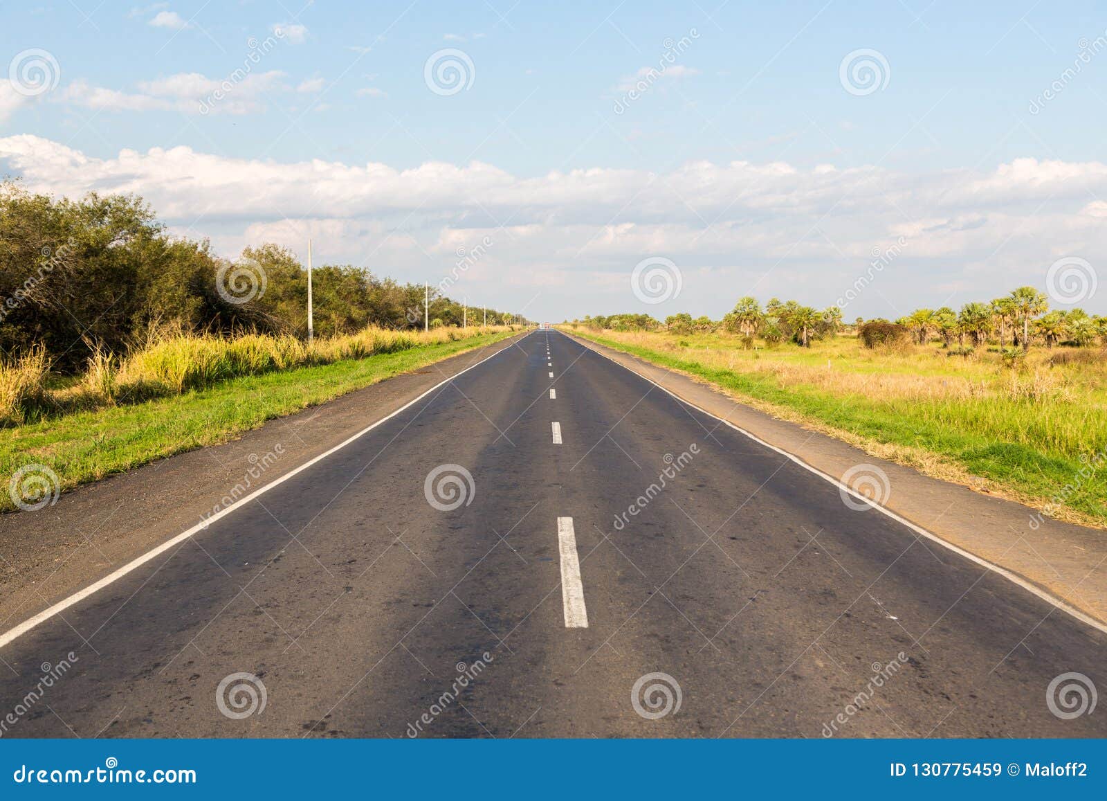 ruta transchaco. national route 9 highway runs through a palm forest and grasses of paraguayan gran chaco savannah, paraguay.