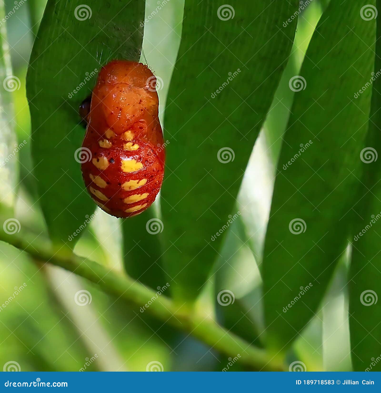 atala butterfly chrysalis