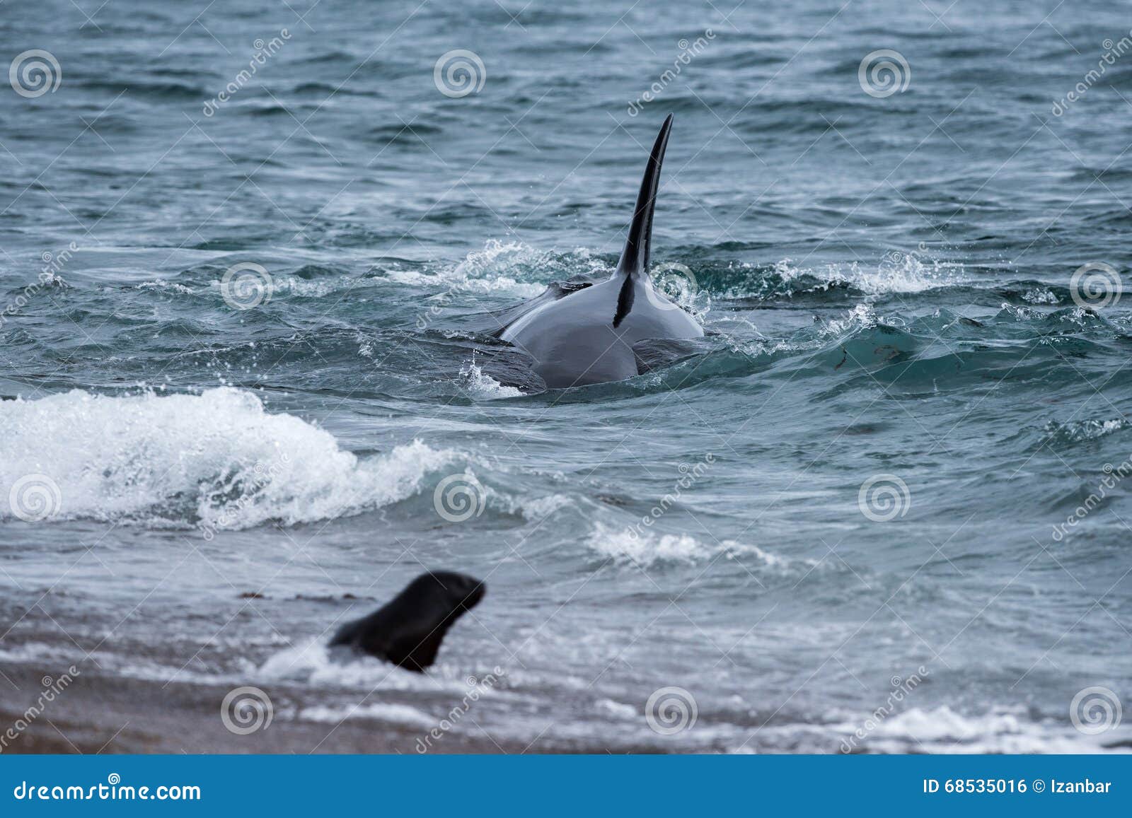 Ataque Da Orca Um Selo Na Praia Foto de Stock - Imagem de americano,  marrom: 68535016, image size:1600x1157
