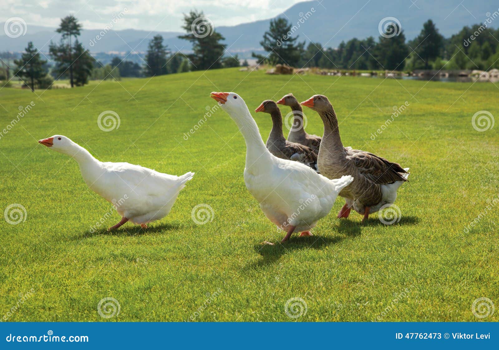 72 resultados de imágenes, fotos de stock e ilustraciones libres de  regalías para Canadian geese attack | Shutterstock, image size:1600x1125