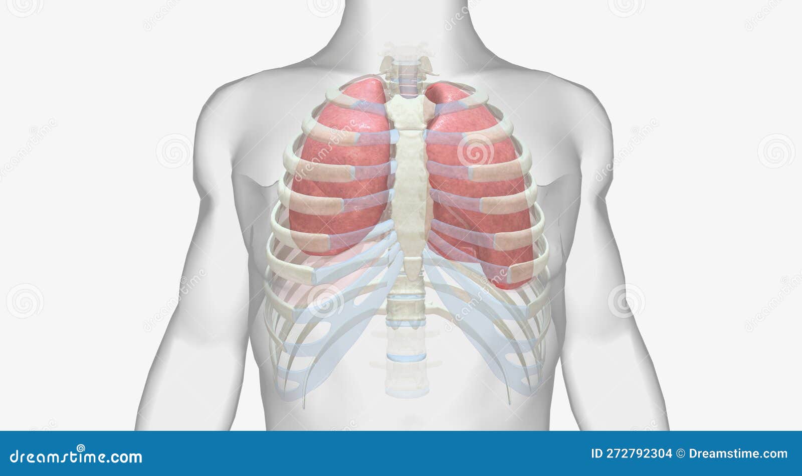 Atelectasis (lung Collapse) is a Pulmonary Condition that Occurs when