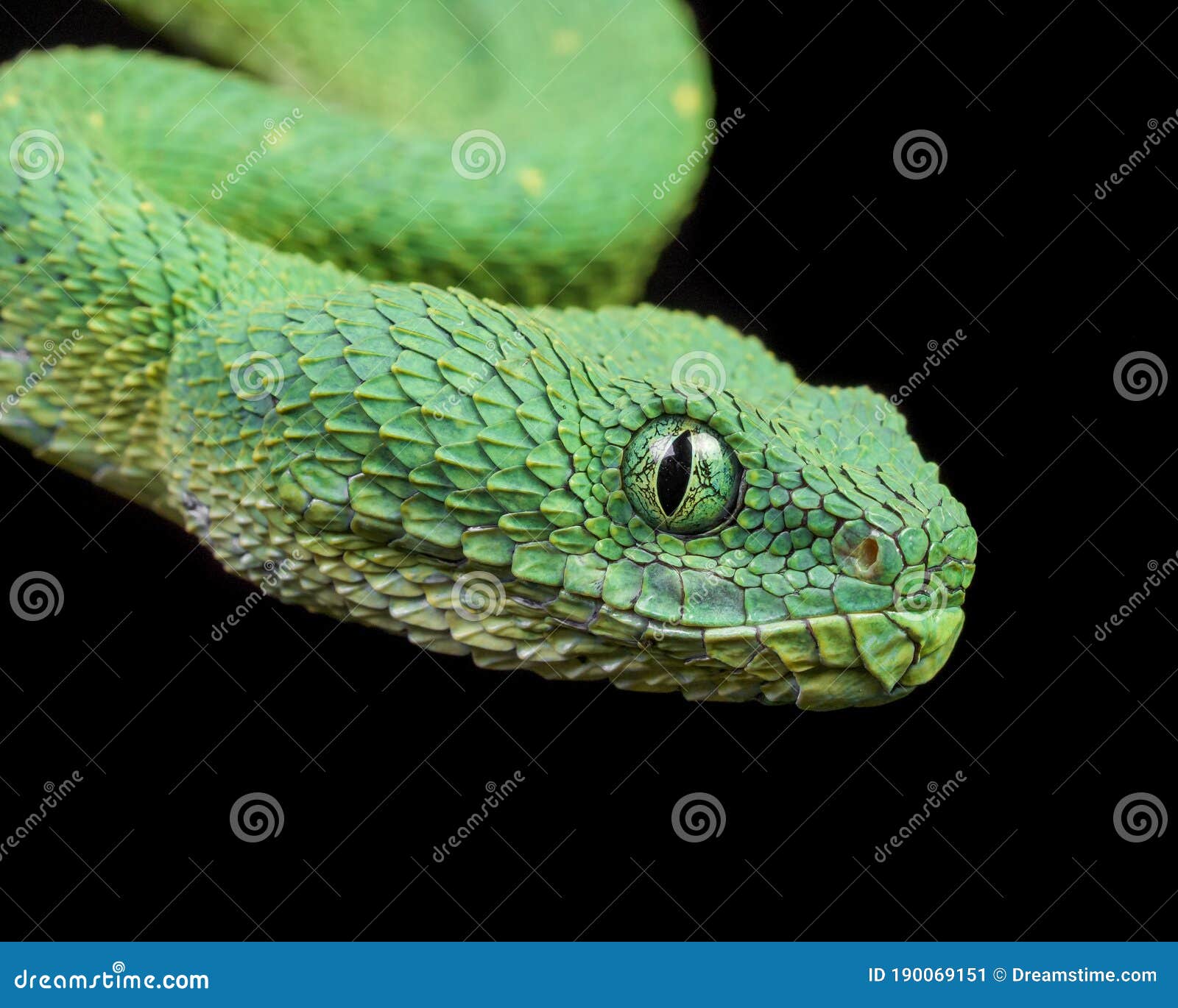 Atheris chlorechis hi-res stock photography and images - Alamy