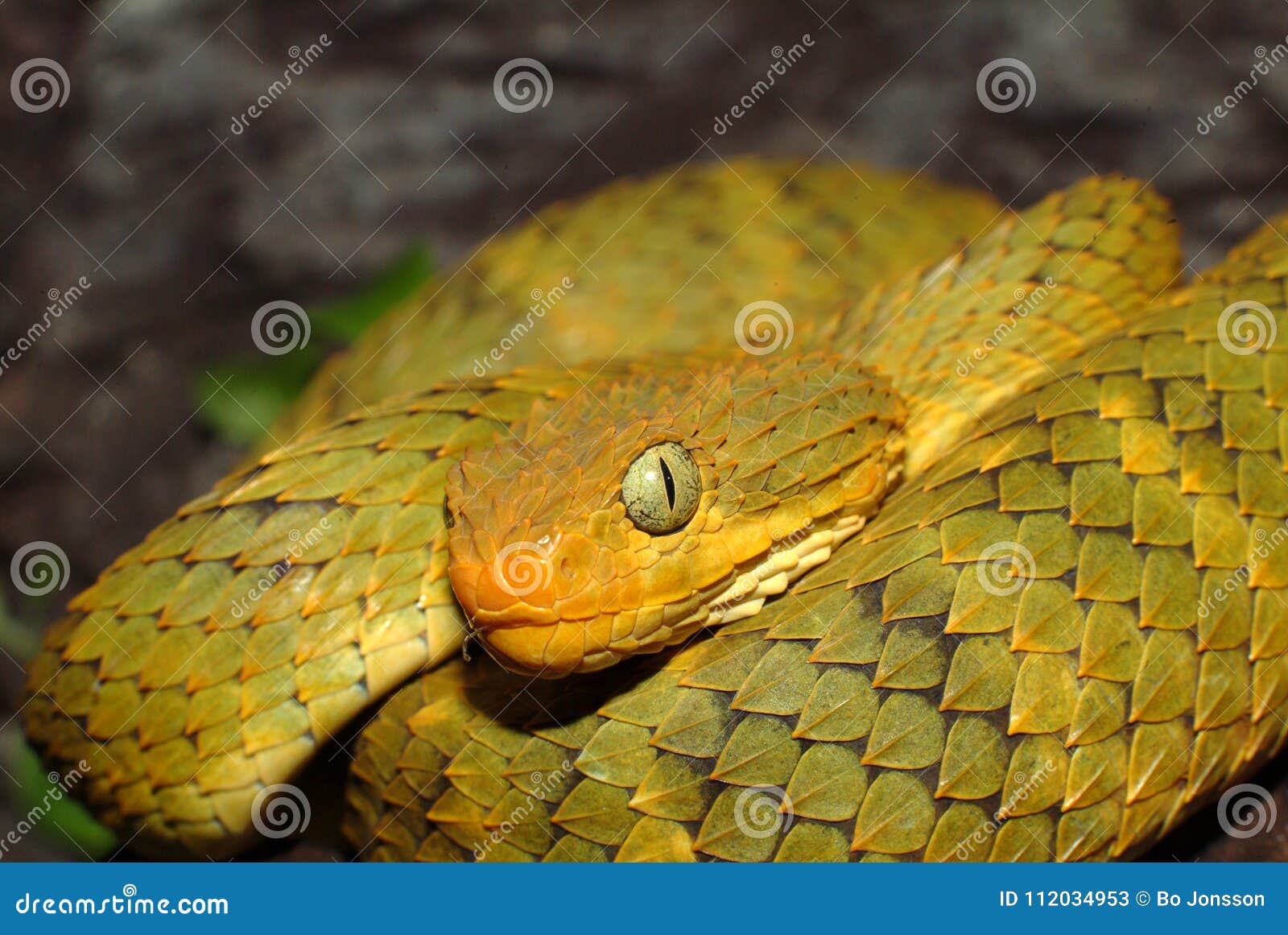 Atheris squamigera (Variable Bush Viper)