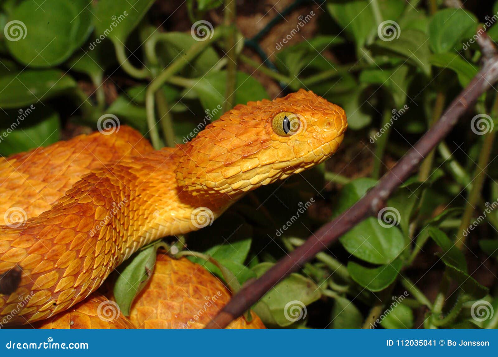 Close-up Of A Yellow Variable Bush Viper (Atheris Squamigera) From Central  African Countries. Stock Photo, Picture and Royalty Free Image. Image  153408574.