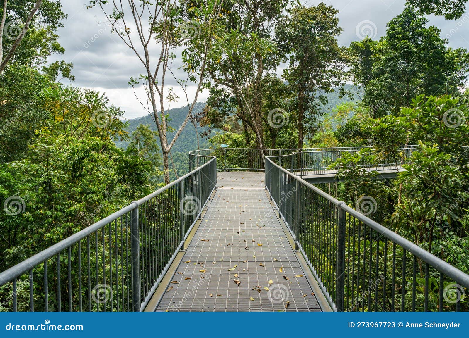 Atherton Tablelands Boardwalk in the Forest Canopy Stock Image Image of trees, outdoors
