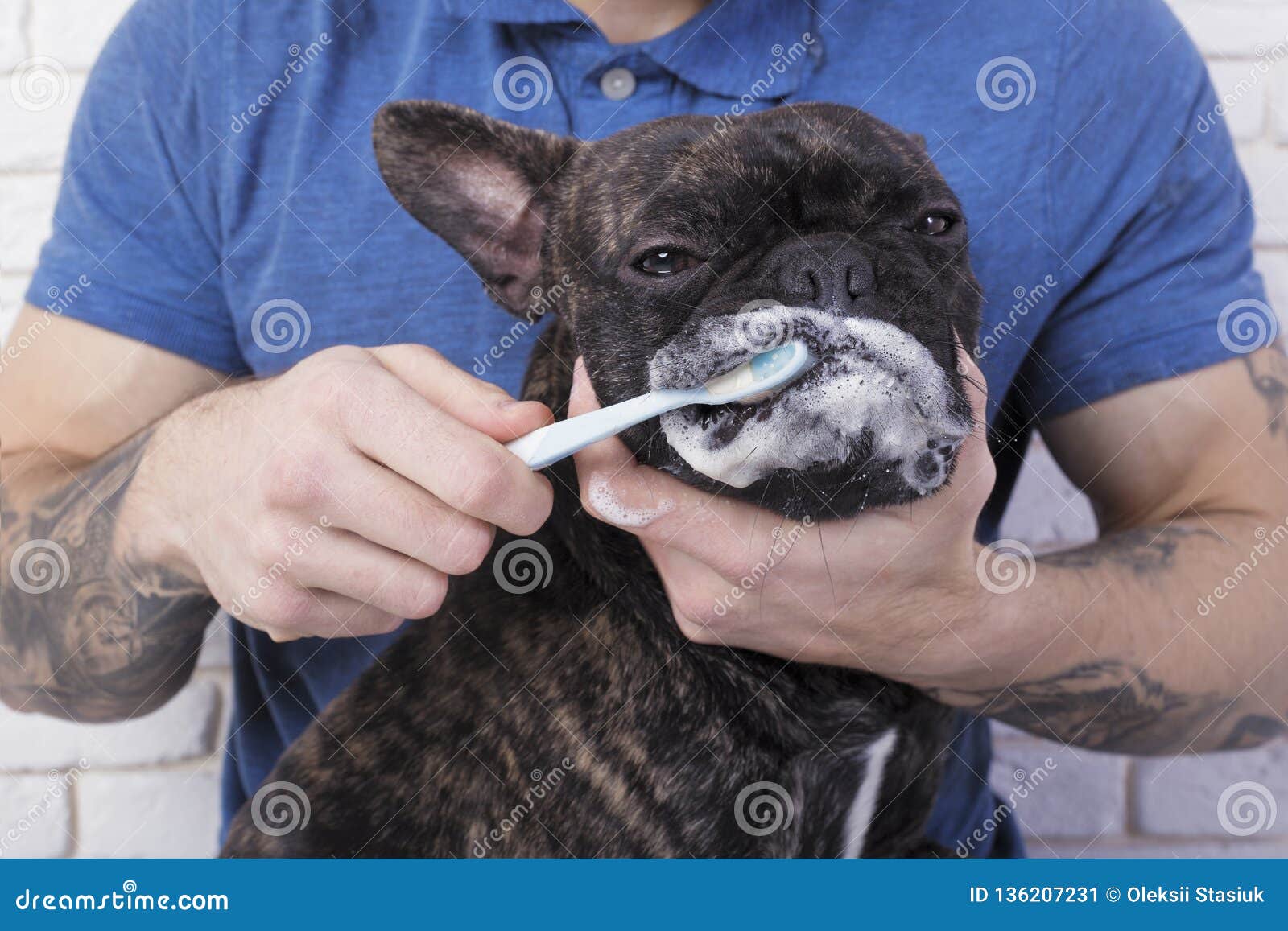 Dog Brushing Their Teeth Closeup. Toothbrush with Toothpaste Stock