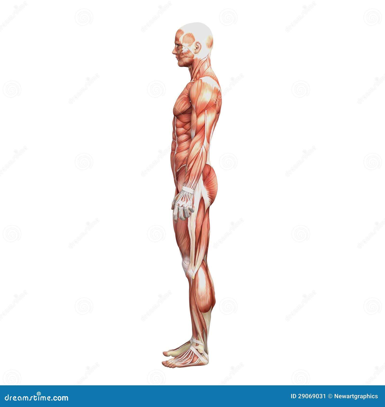 Athletic Male Human Anatomy And Muscles Stock Illustration Illustration Of Legs Muscle 29069031