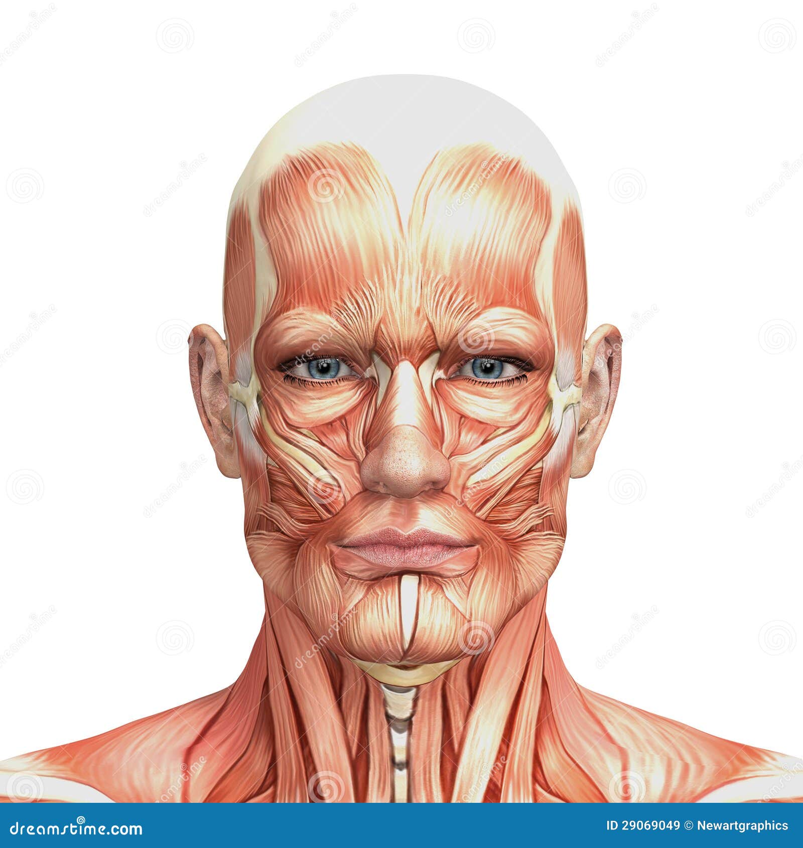 Athletic Male Human Anatomy And Muscles Stock Illustration