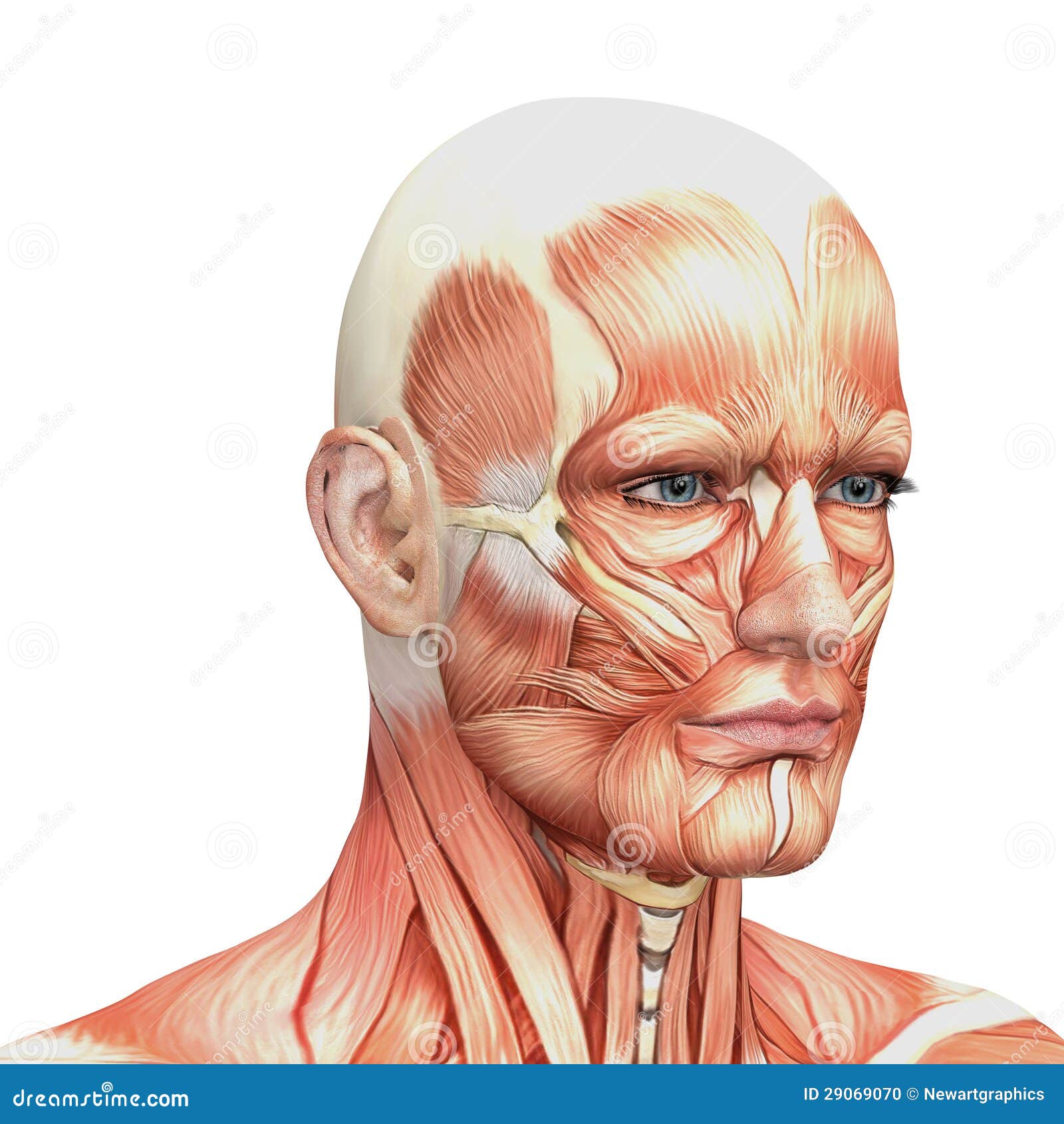 Human Anatomy Pictures Muscles - Skeletons, Bones And Muscles • Why Can ...