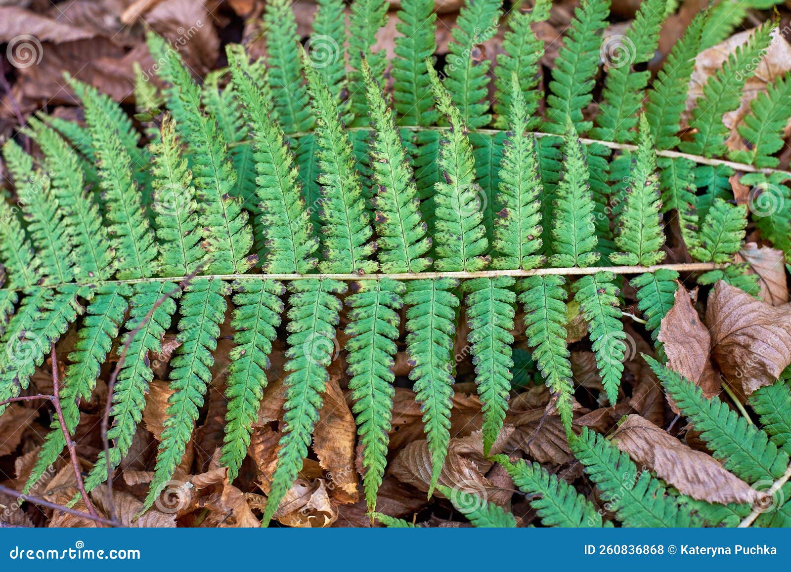 athyrium filix-femina in the autumn forest