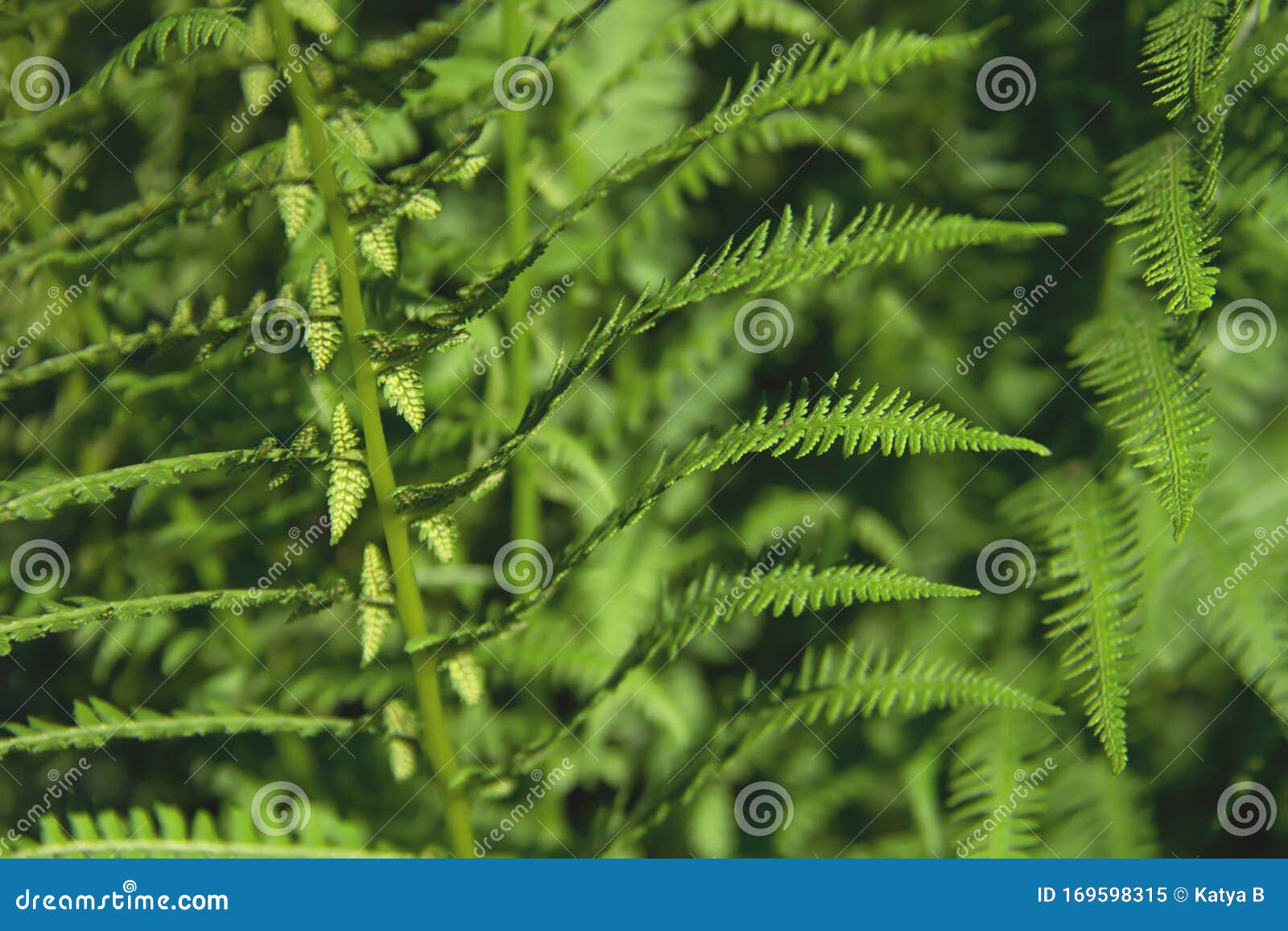 athyrium filix-femina or common lady-fern close-up. young fresh leaves of fern. nature background