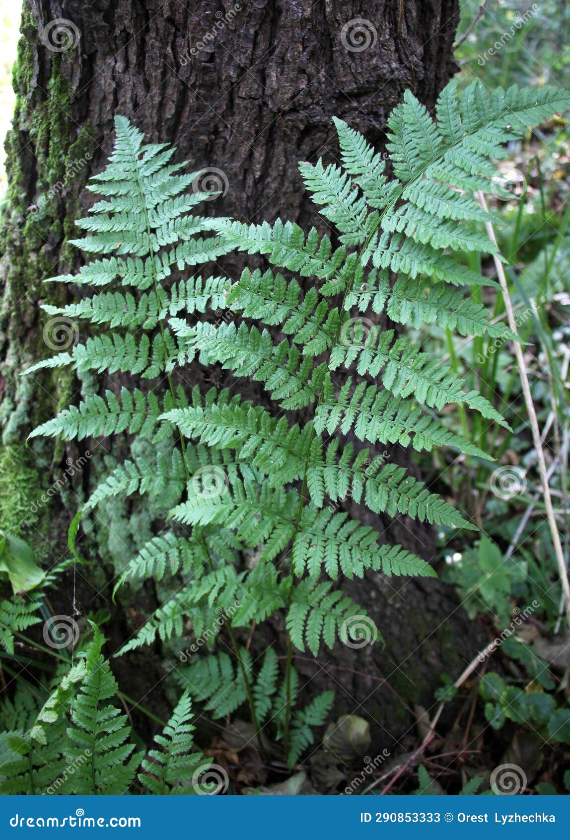 athyrium filix-femina fern grows in nature