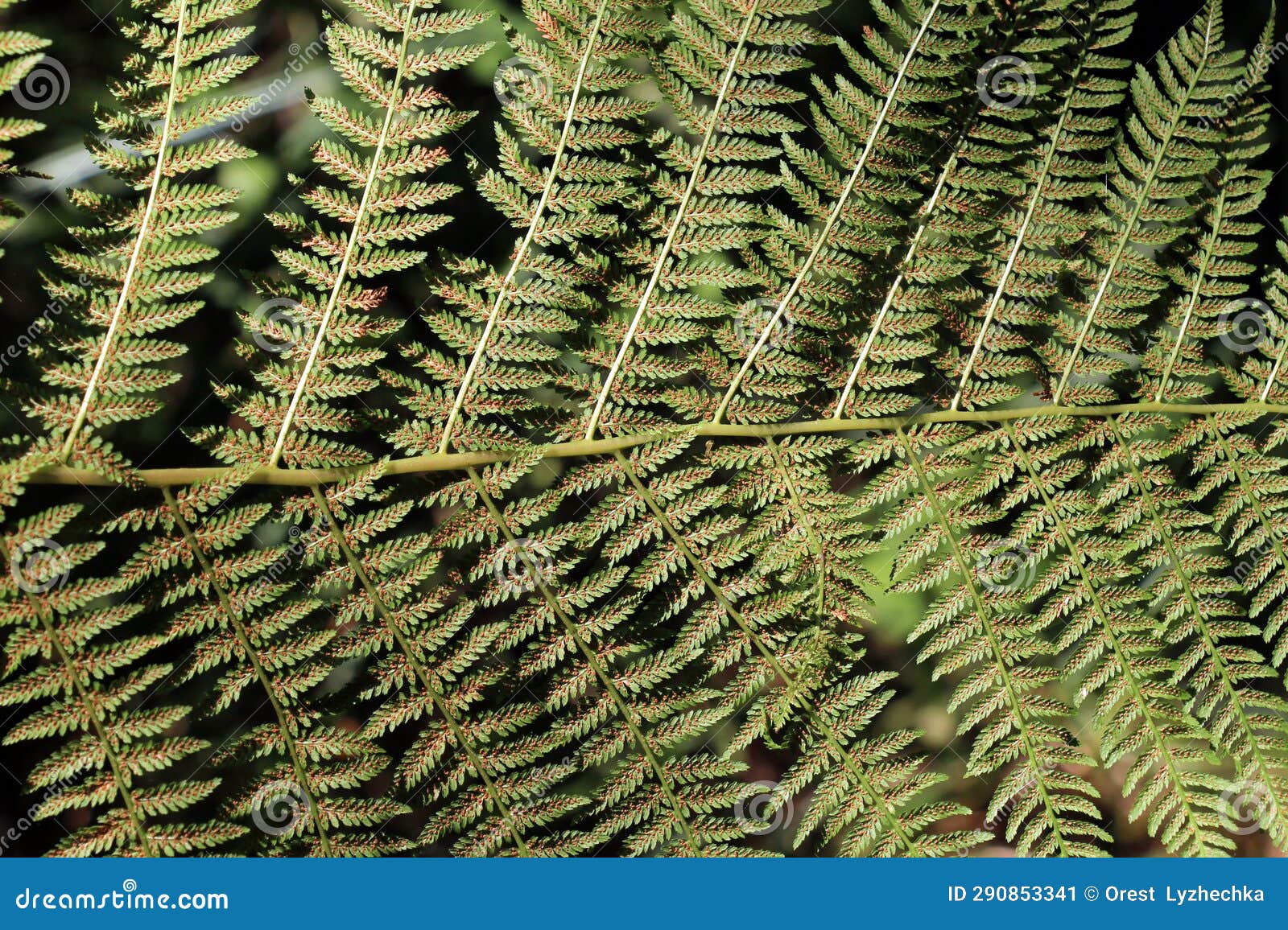 athyrium filix-femina fern grows in nature