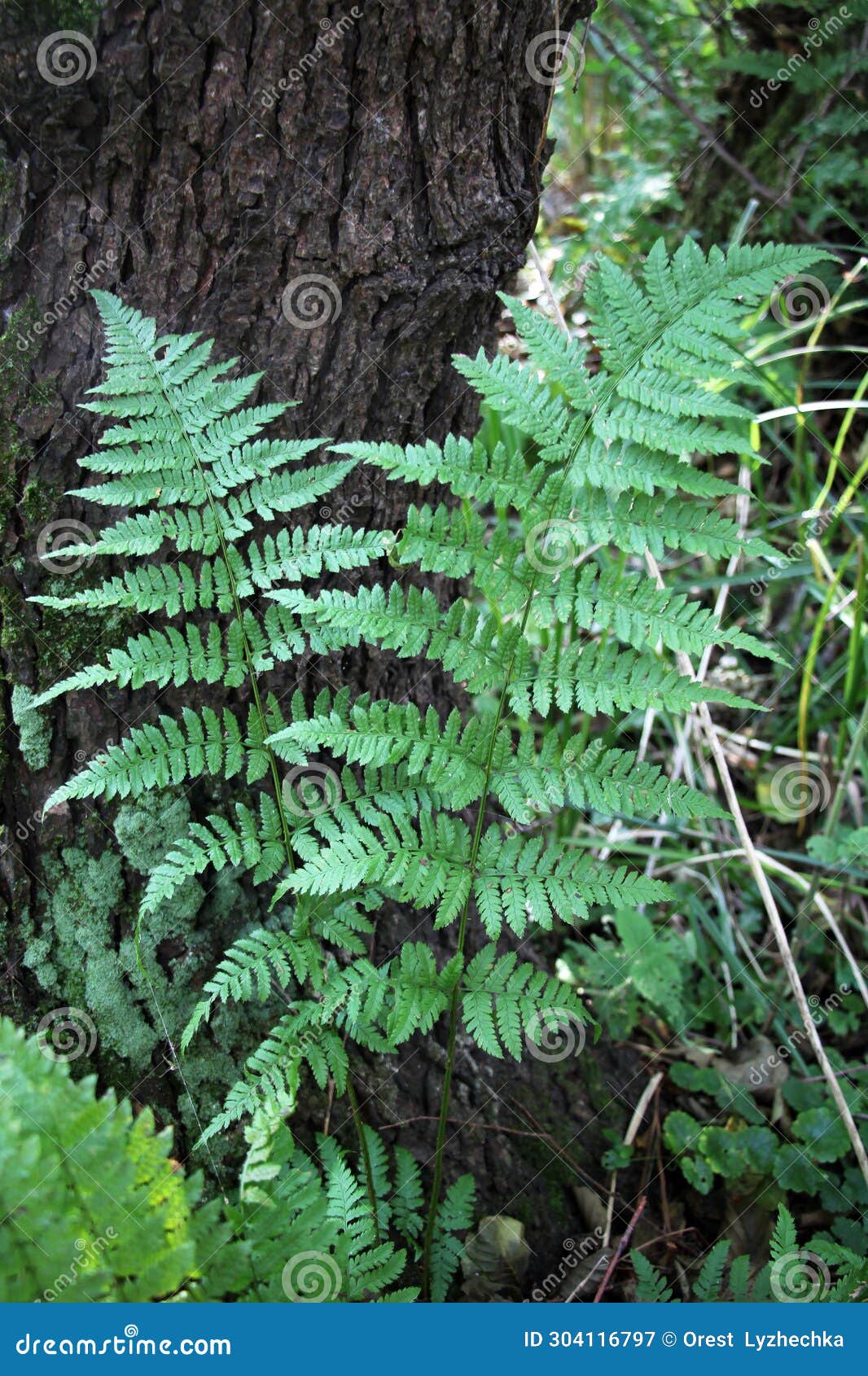 athyrium filix-femina fern grows in nature