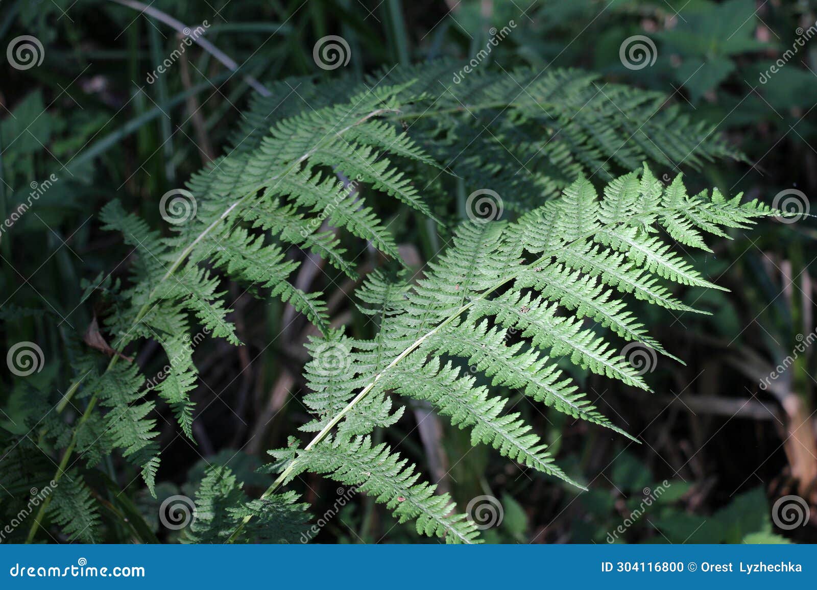 athyrium filix-femina fern grows in nature